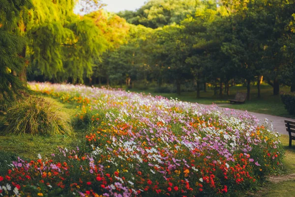 Crisântemos Florescem Final Outono Parque — Fotografia de Stock