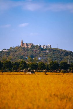 Golden rice fields in autumn