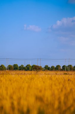 Golden rice fields in autumn