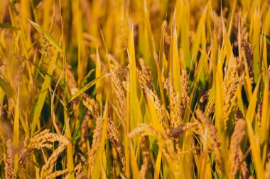 Golden rice fields in autumn