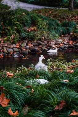 Ducks and  leaves in the river