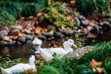 Ducks and  leaves in the river