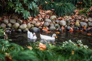Ducks and  leaves in the river