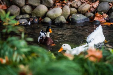 Ducks and  leaves in the river