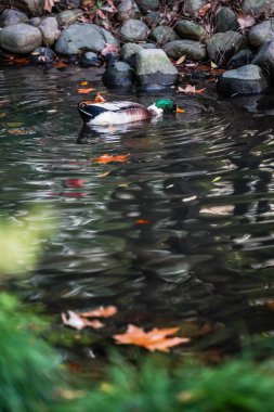 Ducks and  leaves in the river