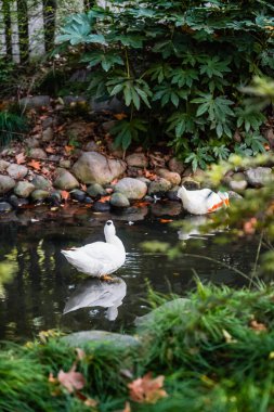 Ducks and  leaves in the river