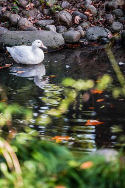 Ducks and  leaves in the river