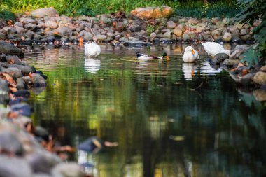 Ducks and  leaves in the river
