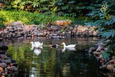 Ducks and  leaves in the river