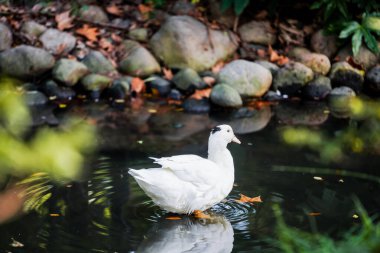 Ducks and  leaves in the river
