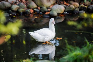Ducks and  leaves in the river