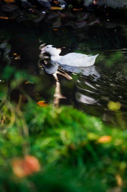 Ducks and  leaves in the river