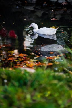 Ducks and  leaves in the river