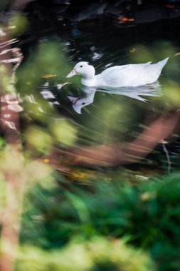 Ducks and  leaves in the river