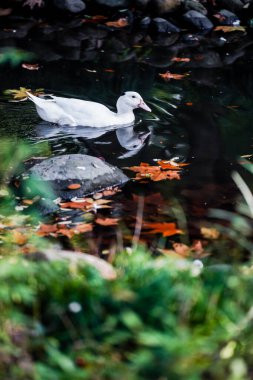 Ducks and  leaves in the river