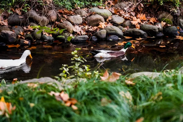 Ducks and  leaves in the river