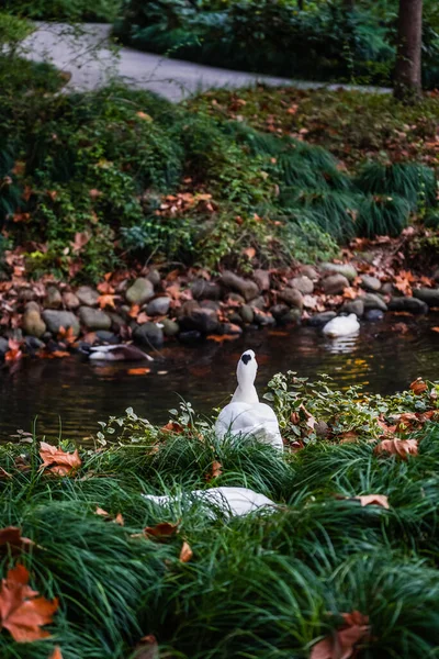 Ducks and  leaves in the river