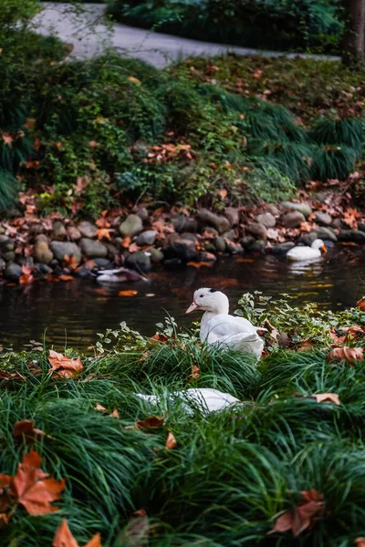 Ducks and  leaves in the river