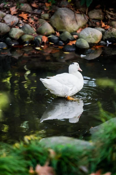 Ducks and  leaves in the river
