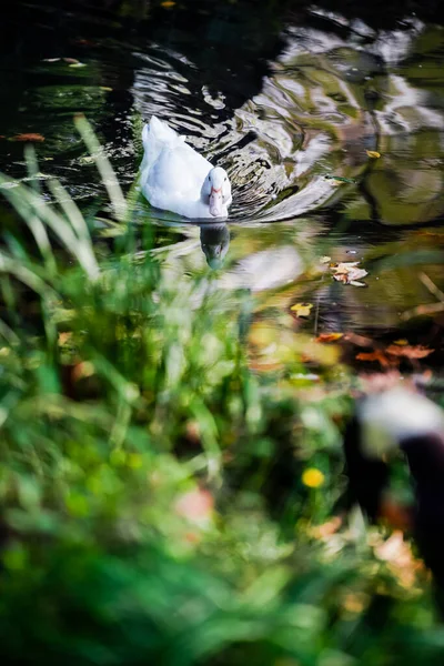 Ducks and  leaves in the river