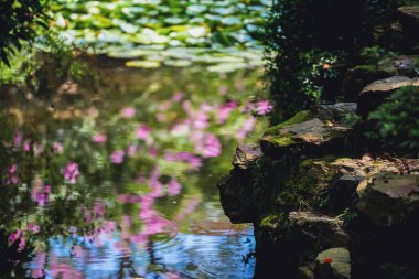 Yazın sonunda Çin bahçelerinde mor mersin çiçekleri