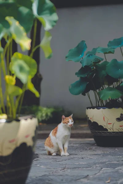 Little Cats and Chinese Gardens in summer