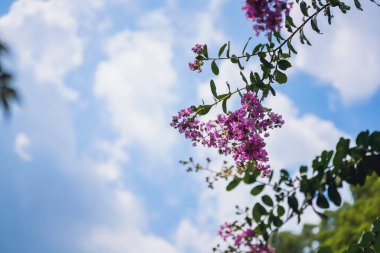 Yazın sonunda Çin bahçelerinde mor mersin çiçekleri