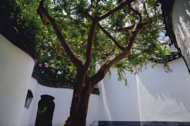 Yazın sonunda Çin bahçelerinde mor mersin çiçekleri