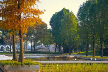 Çin tallow ağaçları sonbaharda renklenecek.