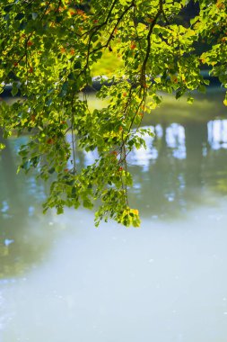 Çin tallow ağaçları sonbaharda renklenecek.