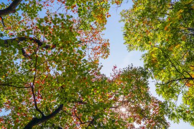 Çin tallow ağaçları sonbaharda renklenecek.