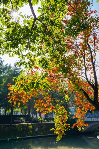 Chinese tallow trees will become colorful in autumn