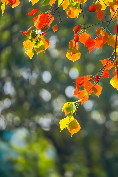 Chinese tallow trees will become colorful in autumn