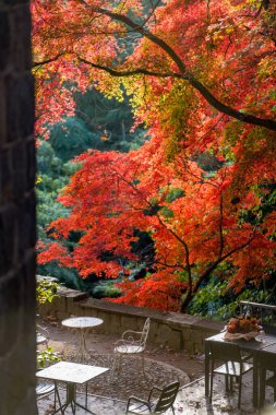 Eski Villa ve Kızıl Akçaağaç Yaprakları