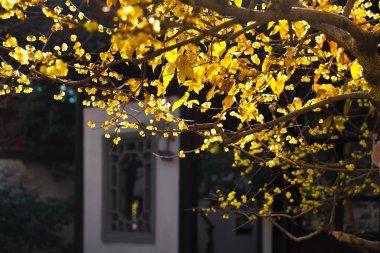 Çin Antik Mimari ve Erik Çiçekleri