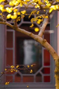 Çin Antik Mimari ve Erik Çiçekleri