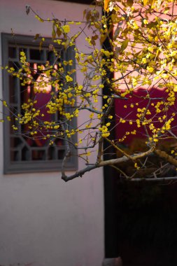 Çin Antik Mimari ve Erik Çiçekleri