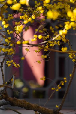 Çin Antik Mimari ve Erik Çiçekleri