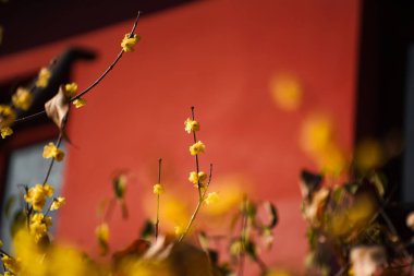 Çin Antik Mimari ve Erik Çiçekleri