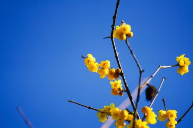 Çin Antik Mimari ve Erik Çiçekleri