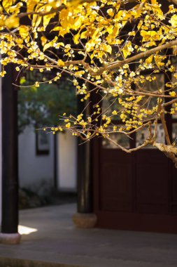 Çin Antik Mimari ve Erik Çiçekleri