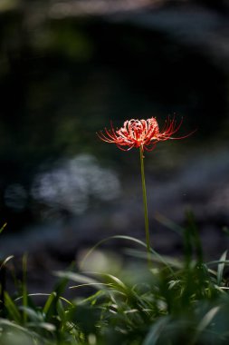 Sonbaharda parkta renkli sarımsak çiçekleri açar ve geniş bir alan oluşturur.