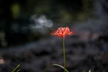 Sonbaharda parkta renkli sarımsak çiçekleri açar ve geniş bir alan oluşturur.