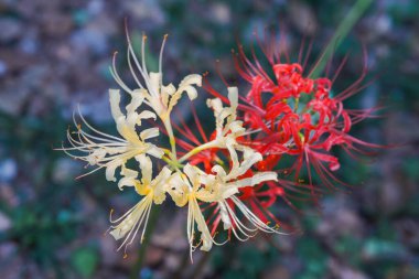 Sonbaharda parkta renkli sarımsak çiçekleri açar ve geniş bir alan oluşturur.
