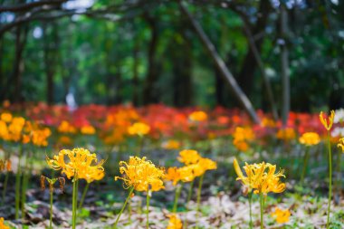 Sonbaharda parkta renkli sarımsak çiçekleri açar ve geniş bir alan oluşturur.