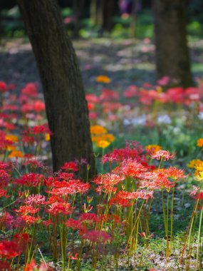 Sonbaharda parkta renkli sarımsak çiçekleri açar ve geniş bir alan oluşturur.