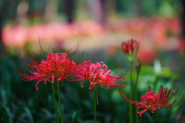 Sonbaharda parkta renkli sarımsak çiçekleri açar ve geniş bir alan oluşturur.