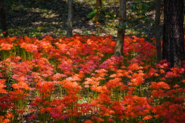Sonbaharda parkta renkli sarımsak çiçekleri açar ve geniş bir alan oluşturur.