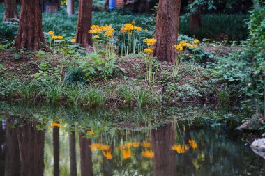 Sonbaharda parkta renkli sarımsak çiçekleri açar ve geniş bir alan oluşturur.