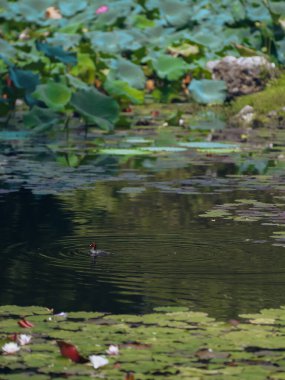 Yazın nilüfer havuzu Monet 'nin bahçesine benzer. Turuncu balıklar suda ileri geri yüzerler.